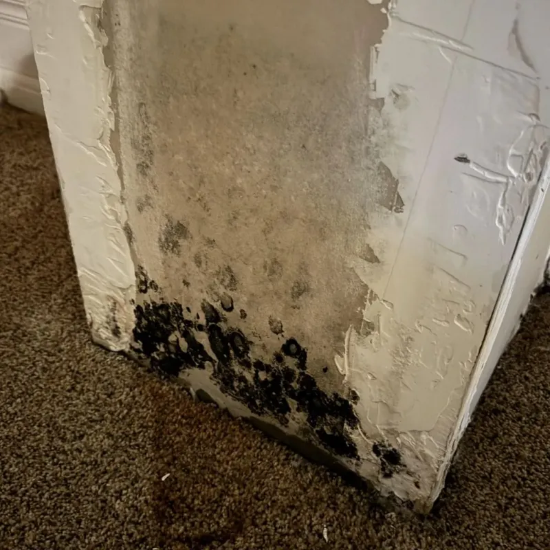 Professional Mold Removal in Fairfax County, VA